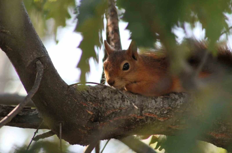 Kızıl sincap piknikçilerin neşesi oldu 