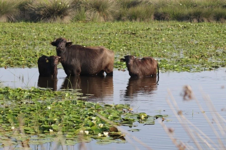Kızılırmak Deltası’nda manda yetiştiriciliği markalaşarak geleceğe taşınıyor 