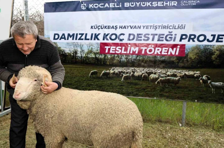 Kocaeli’de hayvancılığa "damızlık" dopingi 