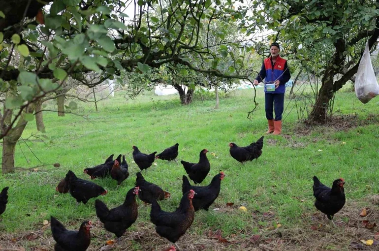 Kocaeli’de kırsal kalkınmaya "kanatlı" destek 