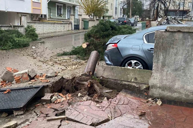 Kocaeli’de şiddetli rüzgar 12 metrelik ağacı devirdi: Yol trafiğe kapandı 