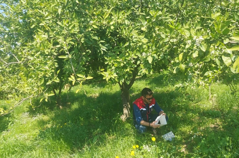 Koçarlı’da Akdeniz meyve sineğine karşı tuzaklı takip sürüyor 
