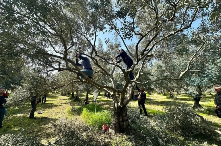 Koçarlılı üreticilere uygulamalı budama eğitimi 