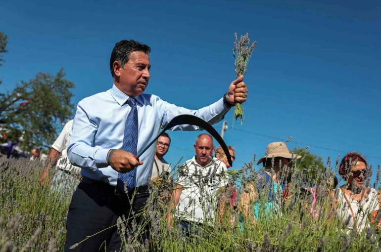Koku Vadisinde Lavanta hasadı