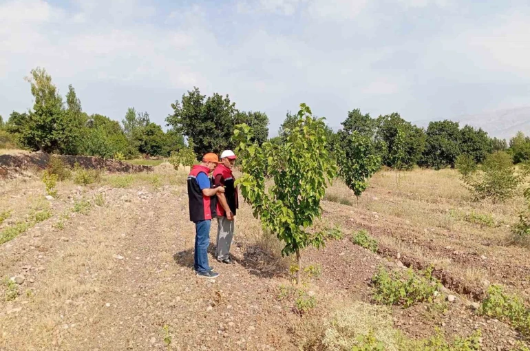 Konakbaşı köyündeki dut bahçesinde hastalık ve zararlı kontrolleri yapıldı 