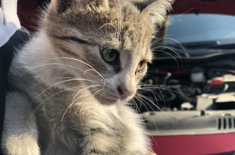 ‘Kontağı çevirmeden kaputa vurun’ uyarısı 