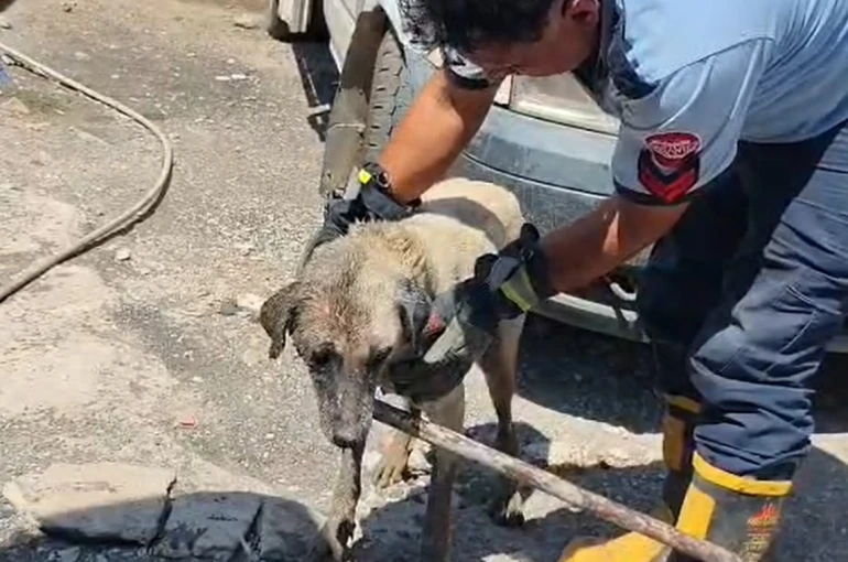 Konteynerin altında sıkışan anne köpek ve yavruları itfaiye ekiplerince kurtarıldı