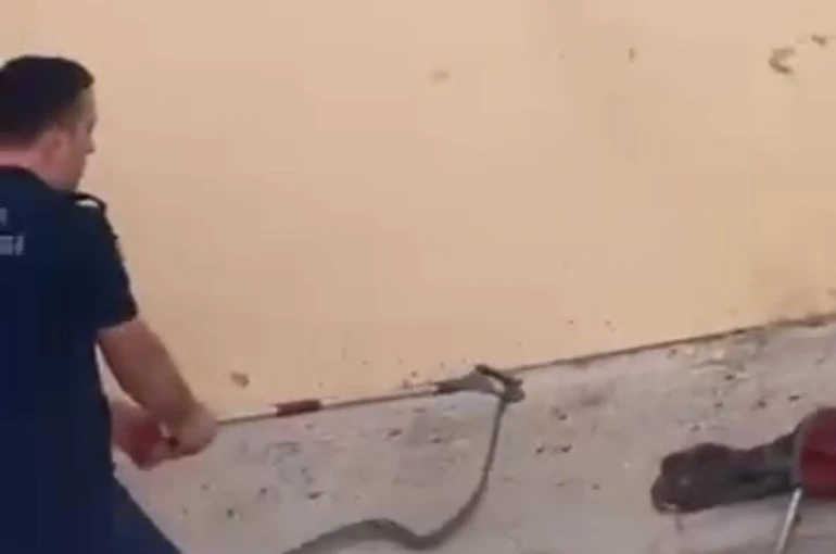 Konut bahçesinde 1,5 metre uzunluğunda yılan görüldü 