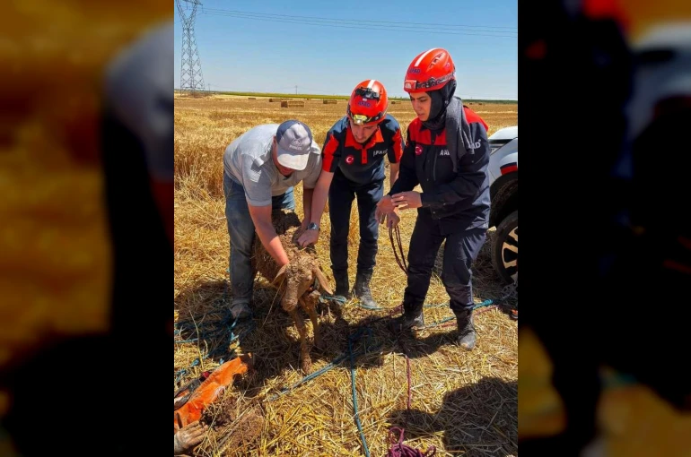 Konya’da ekin tarlası çöktü, koyunlar içine düştü