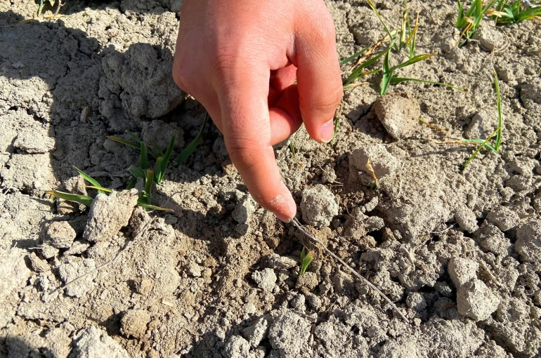 Konya'da yağışlar hububata umut oldu