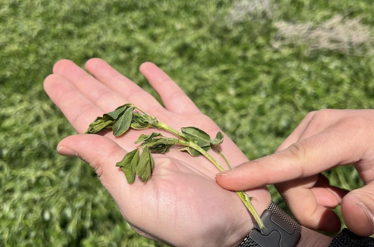 Konya Ovası'nda karsız sezon endişesi