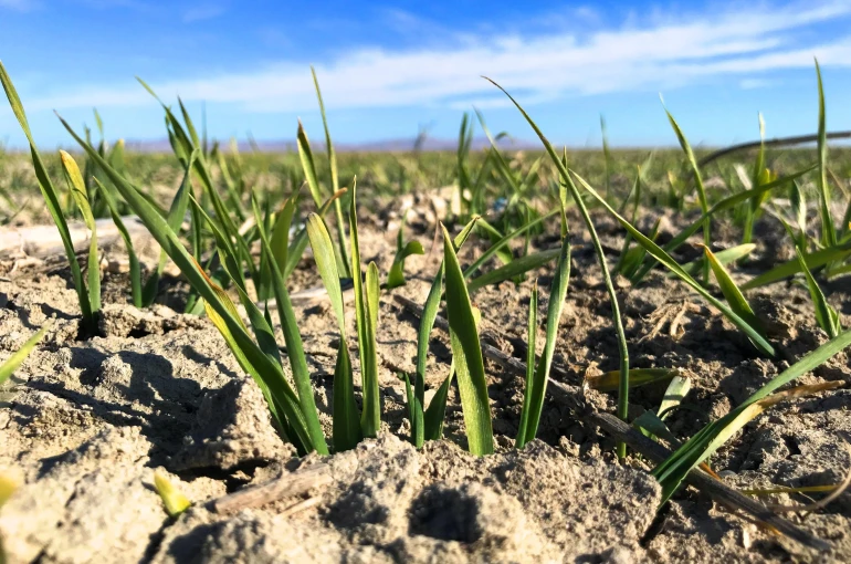 Konya Ovasında yağışlar, yüzde 44 oranında düştü