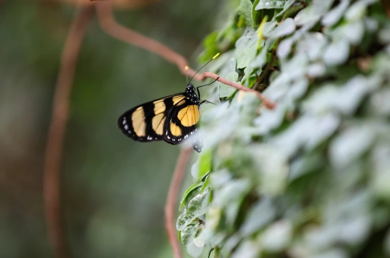 Konya Tropikal Kelebek Bahçesi ziyaretçilerin gözdesi olmaya devam ediyor