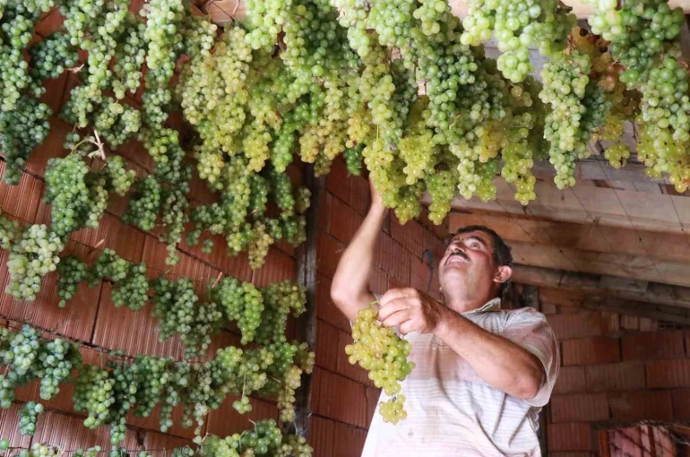 Konya’da Torosların yeşil altını "gök üzüm" hasadı başladı 