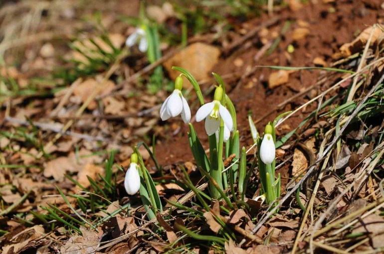 Konya’nın yüksek kesimlerinde kardelenler görücüye çıktı