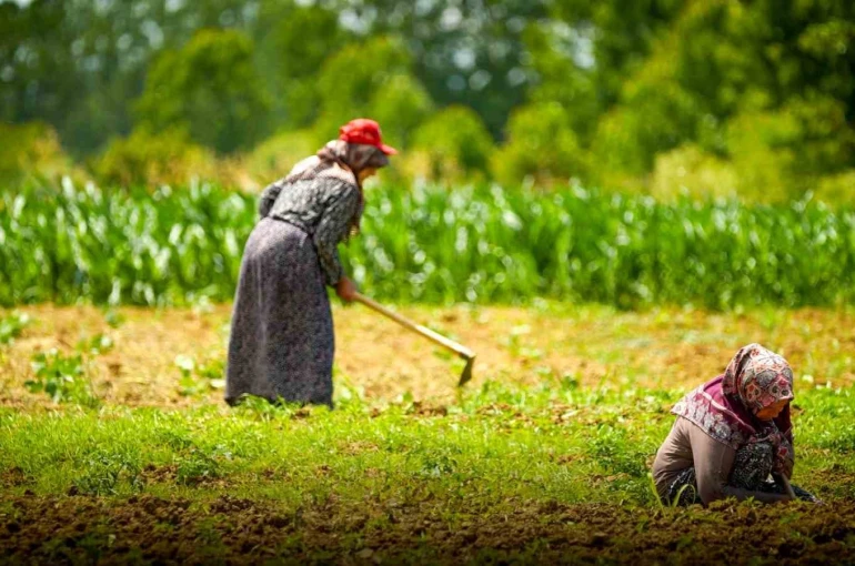 Kooperatif ve birliklere yüzde 75 hibeli tarımsal destek 