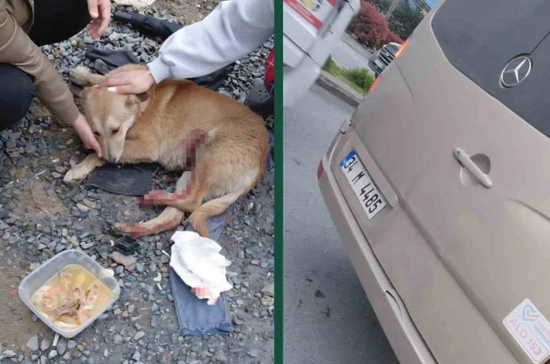 "Köpeğe çarptın" tartışması kamerada 