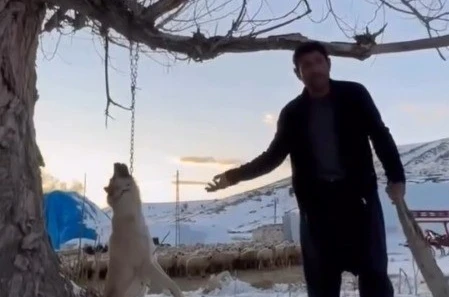 Köpeği zincirle ağaca asarak öldüren şahıs gözaltına alındı 