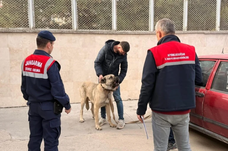 Köpek dövüştürenlere jandarma baskını: 12 gözaltı
