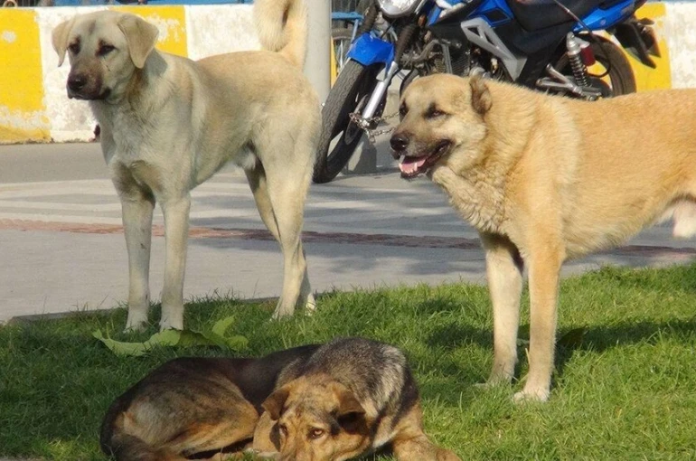 Köpek yola atladı: 4 araç zincirleme kaza yaşadı