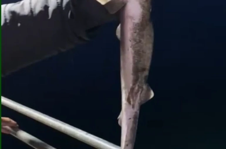 Köpekbalıkları Karadeniz’de ağlardan sonra balıkçıların oltalarına da takılmaya başladı 