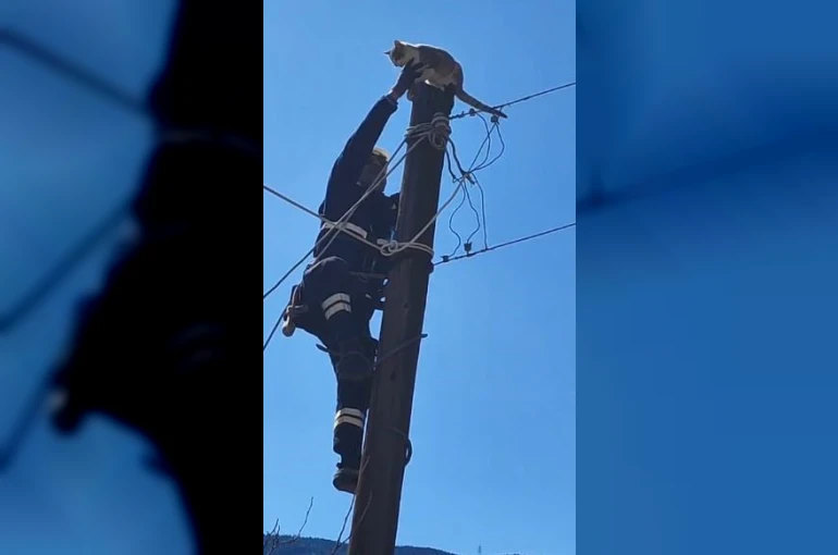 Köpeklerden korkup elektrik direğine çıkan kedi kurtarıldı 