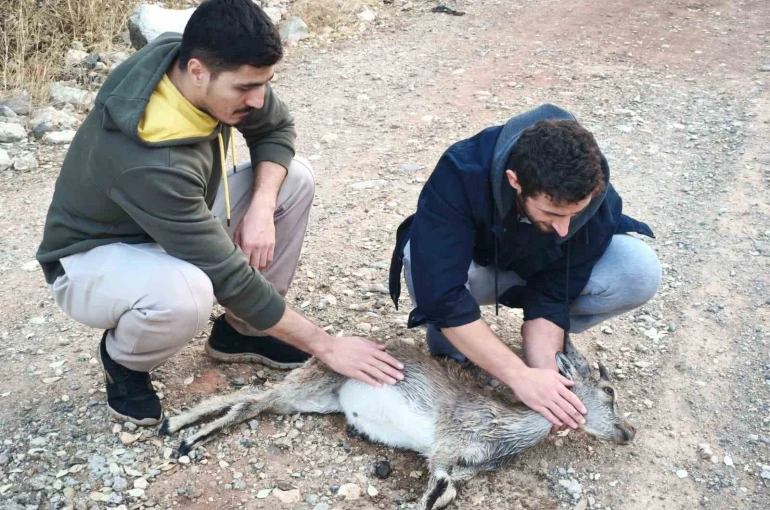 Köpeklerin saldırdığı yavru dağ keçisini 3 kilometre sırtında taşıdılar