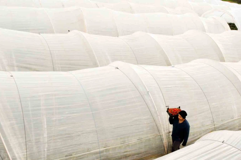 Köprübaşı çileği bu sene de çiftçinin yüzünü güldürdü 