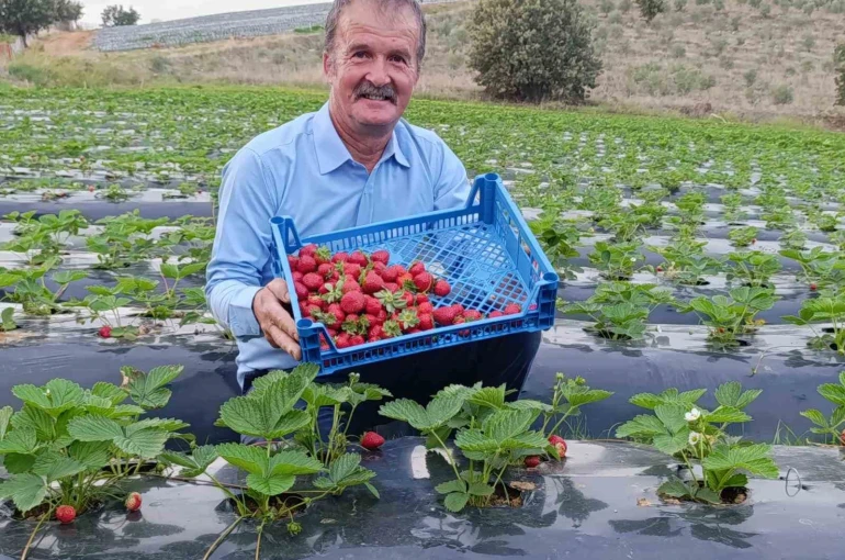 Köprübaşı’nda kasım ayında çilek bereketi 