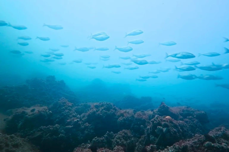 Körfez yeniden can buldu 