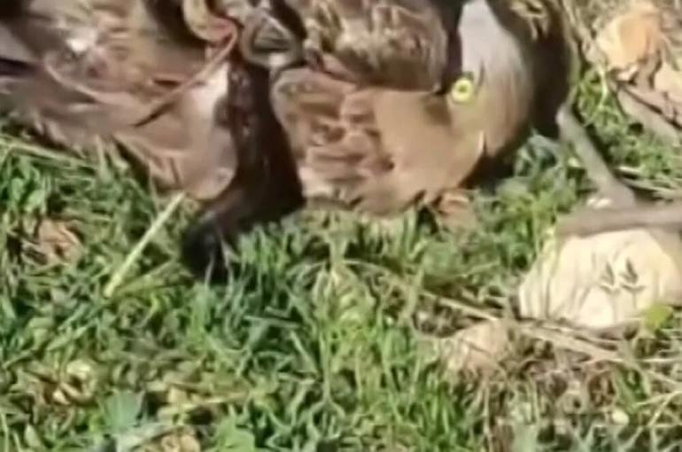 Korku dolu anlar: Yılanın boğazladığı kartalı kurtardı