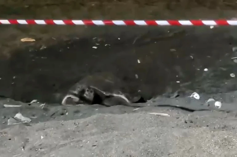 Koruma alanı dışına yuva yapan caretta caretta için şeritli tedbir