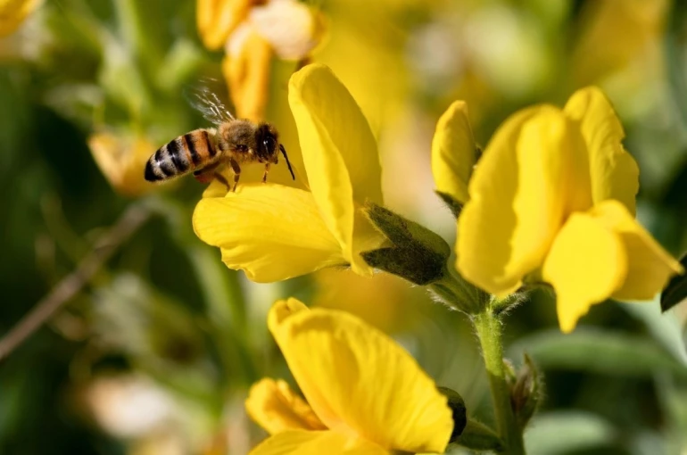 Koruma Altındaki ‘Eber Sarısı’yla ilgili önemli açıklama 