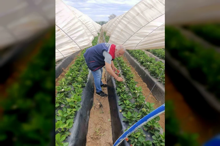 Köşk’te çilekte pestisit denetimi sürüyor