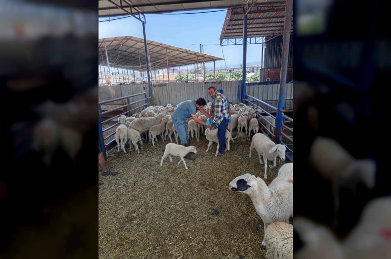 Köşk’te küçükbaş hayvanlar kayıt altına alınıyor