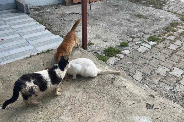 Kötü şartlarda evde tutulan hayvanlar, gençlerin tepkisi sonrası kurtarıldı