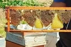 Kovan denetiminde bulunan kalp şeklindeki petek görenleri şaşırttı