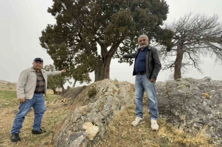 Köy halkı 508 yaşındaki ardıç ağacının tescilini istiyor 