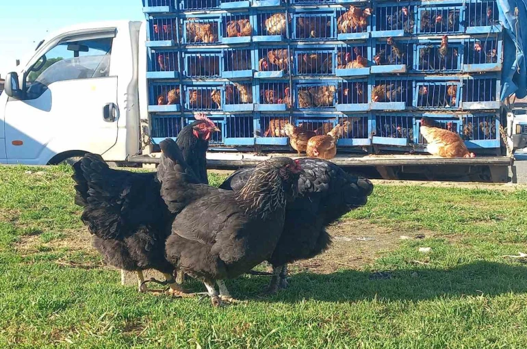 Köy köy gezerek canlı tavuk satıyor 