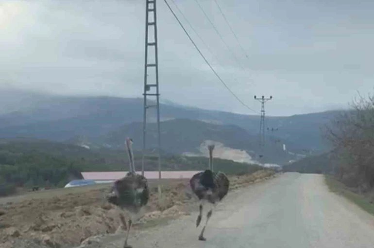 Köy yolunda koşan deve kuşları kameraya yansıdı 