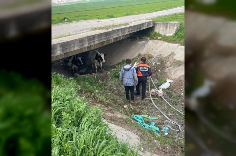 Köyden kaçan iki inek itfaiye ekiplerince yakalandı