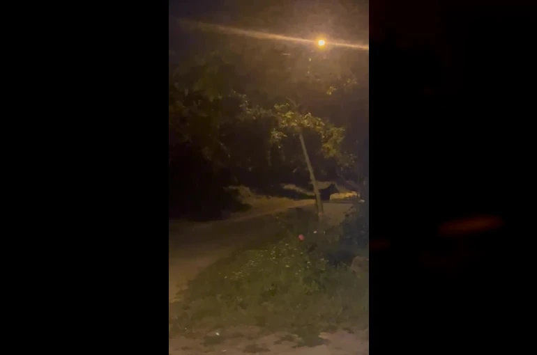 Köye inen ayı köylülere heyecan ve korku yaşattı 