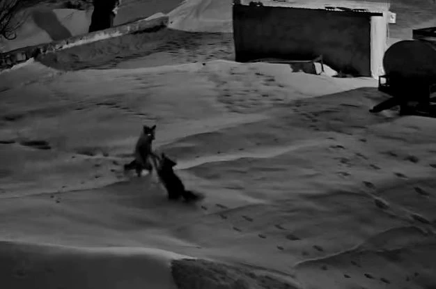 Köye inen tilkiler birbirine girdi, o anlar kameraya yansıdı 