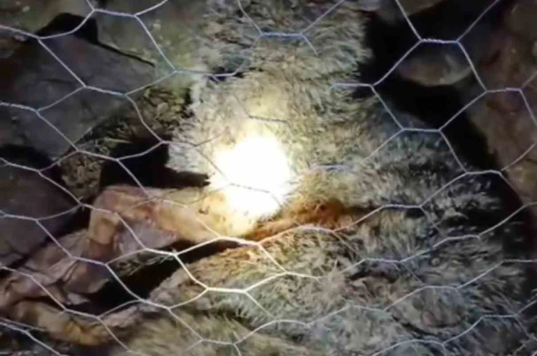 Koyun sürüsüne saldıran kurta çoban köpekleri geçit vermedi 