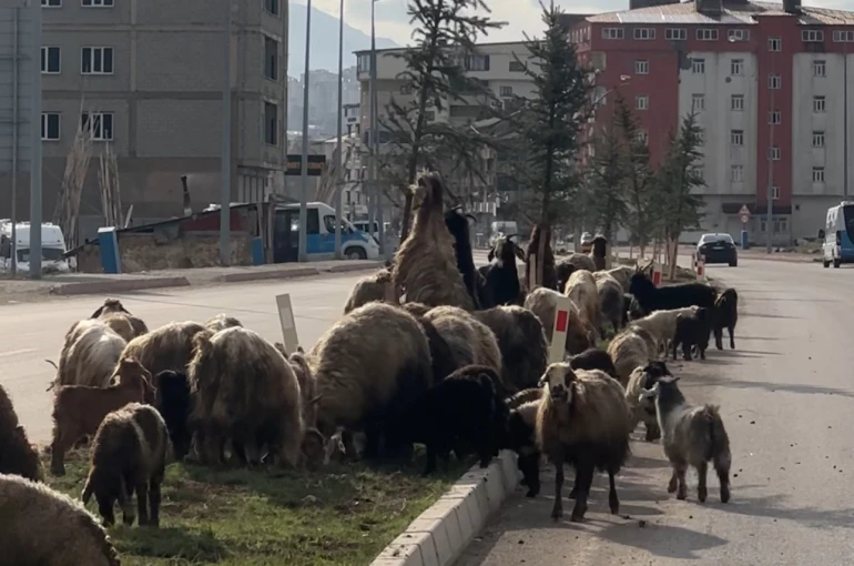 Koyunlar refüjde otladı, sürücüler bekledi 