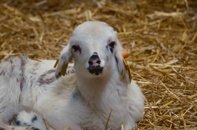 Koyunlara suni tohumlama geliyor 