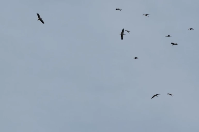 Kozan semalarında leyleklerin göç yolculuğu mest etti 