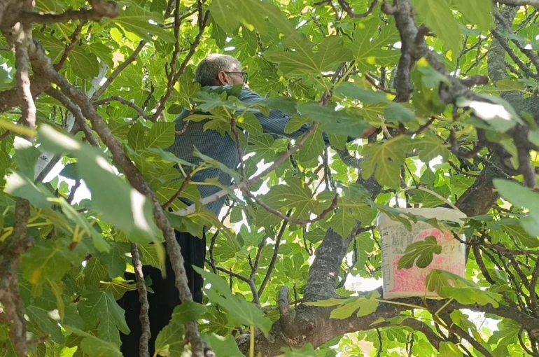 Kozan’da incir hasadı başladı