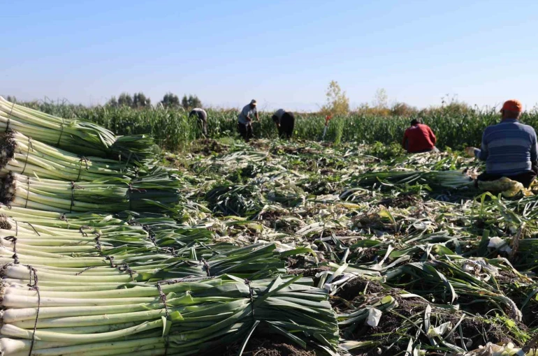 Kozan’da pırasa hasadı başladı: 20-22 TL’den alıcı buluyor