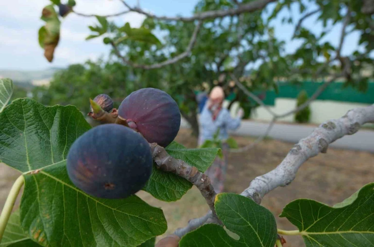 Kraliçe incirinin ihracatında kilogram başına 1 dolarlık değer artışı oldu